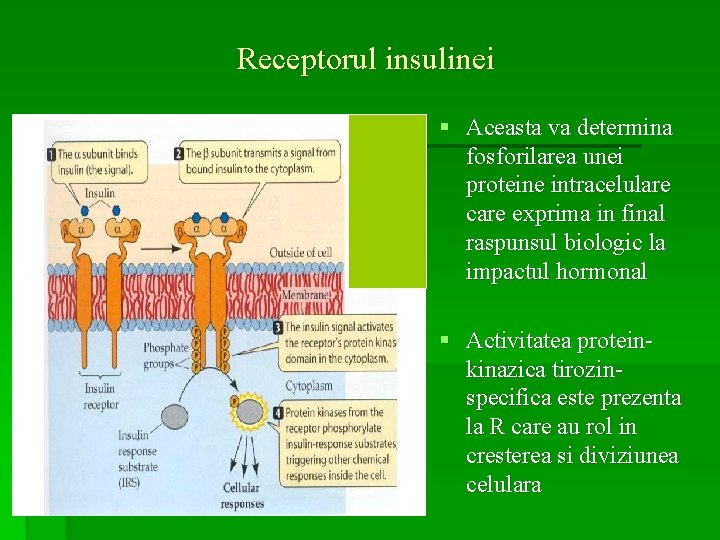 Receptorul insulinei § Aceasta va determina fosforilarea unei proteine intracelulare care exprima in final