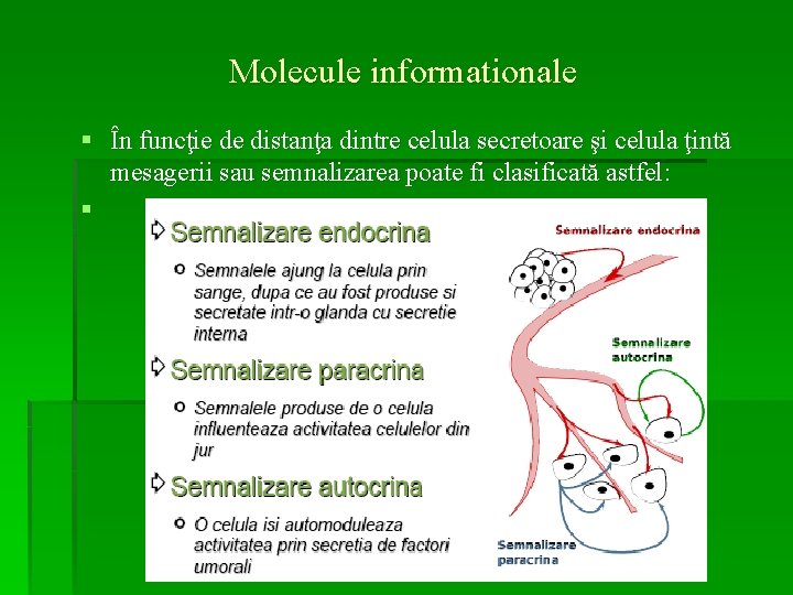 Molecule informationale § În funcţie de distanţa dintre celula secretoare şi celula ţintă mesagerii