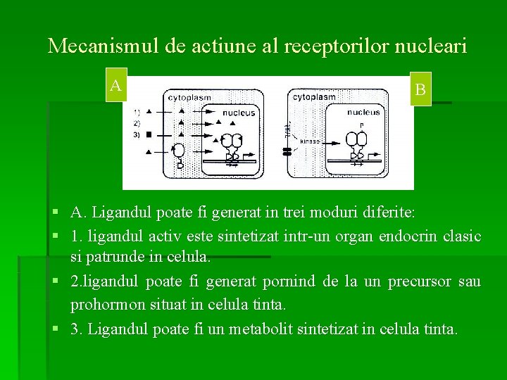 Mecanismul de actiune al receptorilor nucleari A B § A. Ligandul poate fi generat