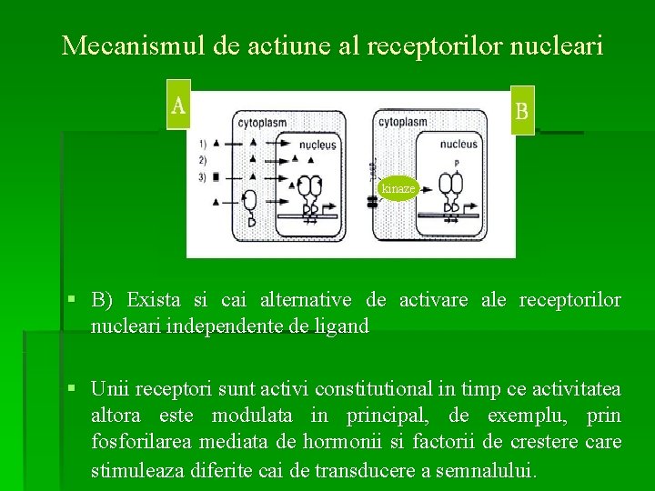 Mecanismul de actiune al receptorilor nucleari kinaze § B) Exista si cai alternative de