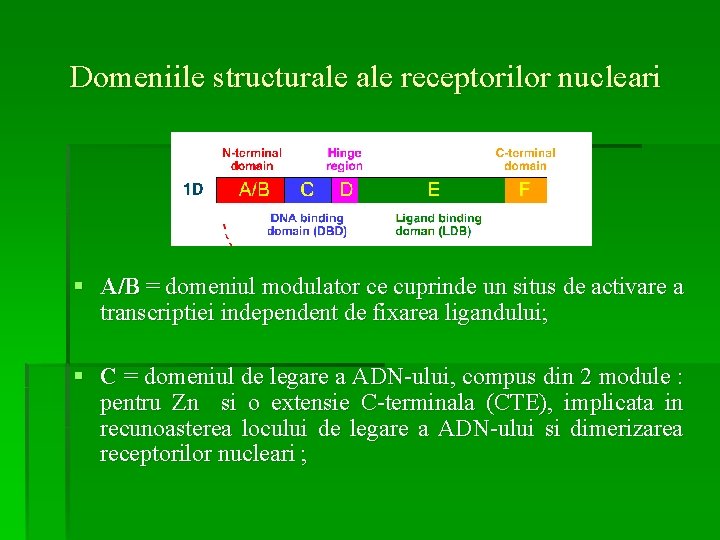 Domeniile structurale receptorilor nucleari § A/B = domeniul modulator ce cuprinde un situs de