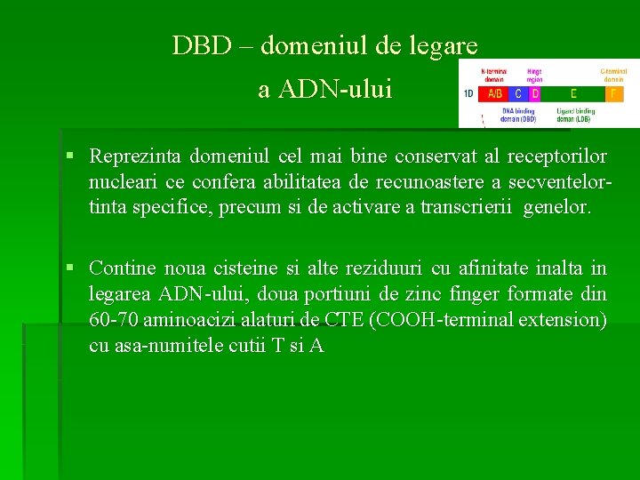 DBD – domeniul de legare a ADN-ului § Reprezinta domeniul cel mai bine conservat