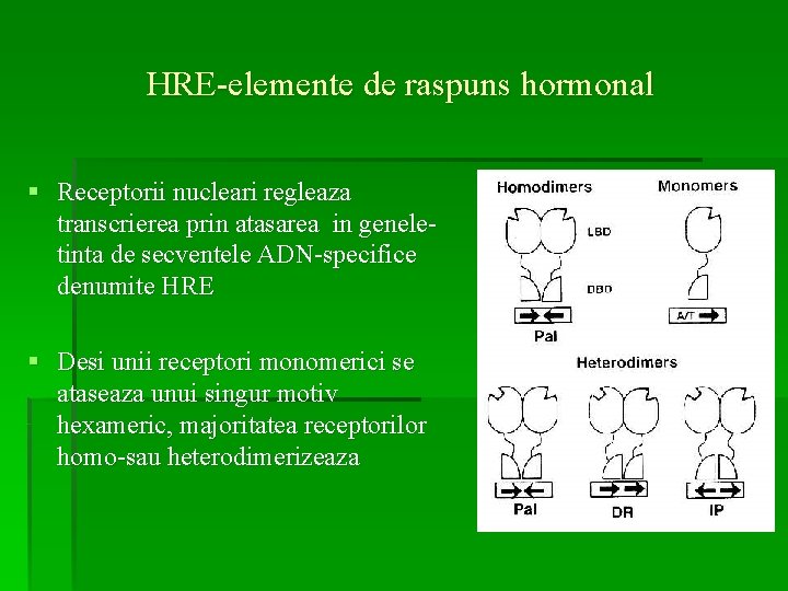 HRE-elemente de raspuns hormonal § Receptorii nucleari regleaza transcrierea prin atasarea in geneletinta de