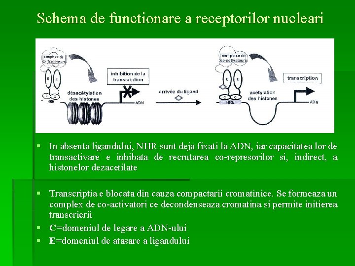 Schema de functionare a receptorilor nucleari § In absenta ligandului, NHR sunt deja fixati