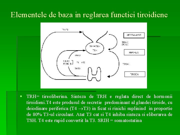 Elementele de baza in reglarea functiei tiroidiene § TRH= tireoliberina. Sinteza de TRH e