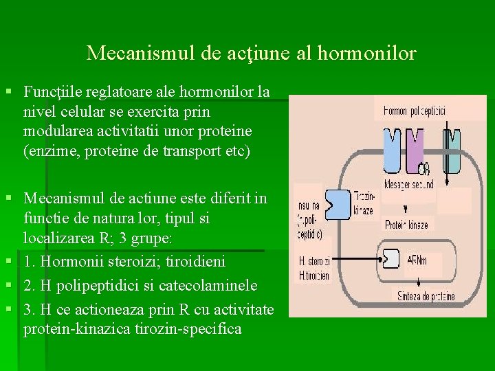 Mecanismul de acţiune al hormonilor § Funcţiile reglatoare ale hormonilor la nivel celular se