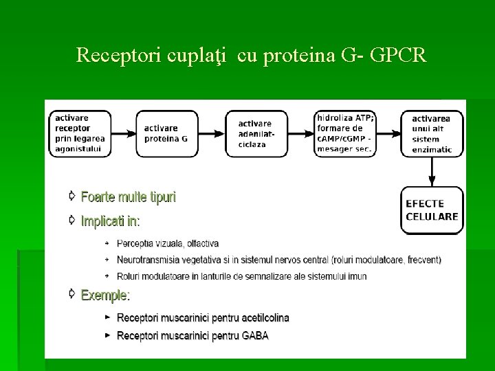 Receptori cuplaţi cu proteina G- GPCR 