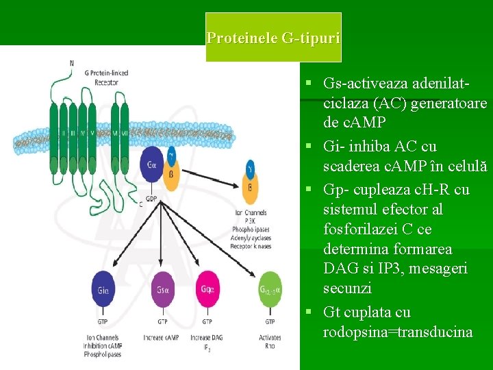 Proteinele G-tipuri § Gs-activeaza adenilatciclaza (AC) generatoare de c. AMP § Gi- inhiba AC