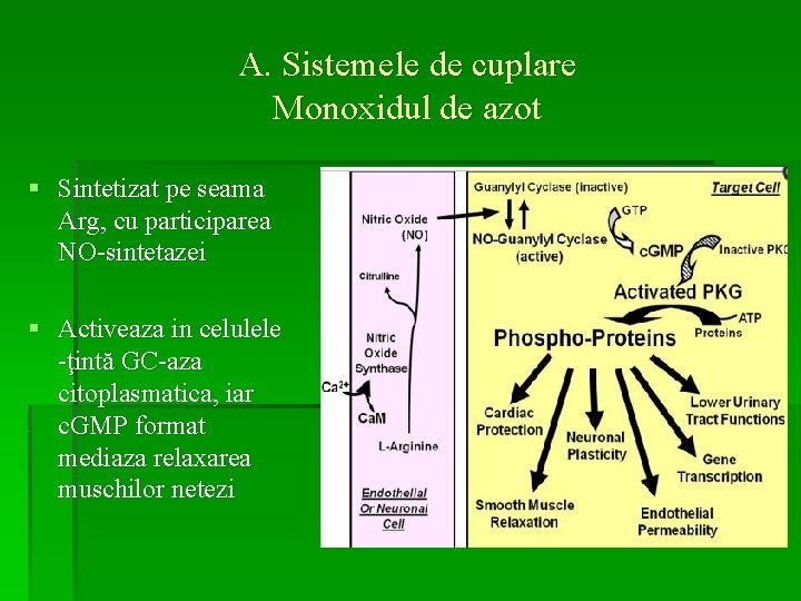 A. Sistemele de cuplare Monoxidul de azot § Sintetizat pe seama Arg, cu participarea