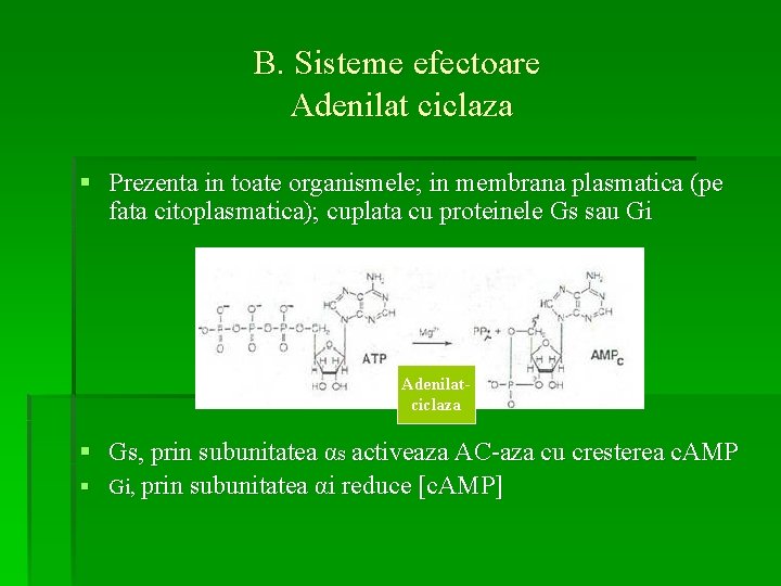 B. Sisteme efectoare Adenilat ciclaza § Prezenta in toate organismele; in membrana plasmatica (pe