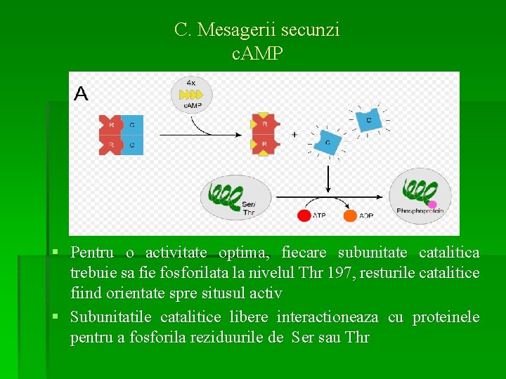 C. Mesagerii secunzi c. AMP § Pentru o activitate optima, fiecare subunitate catalitica trebuie