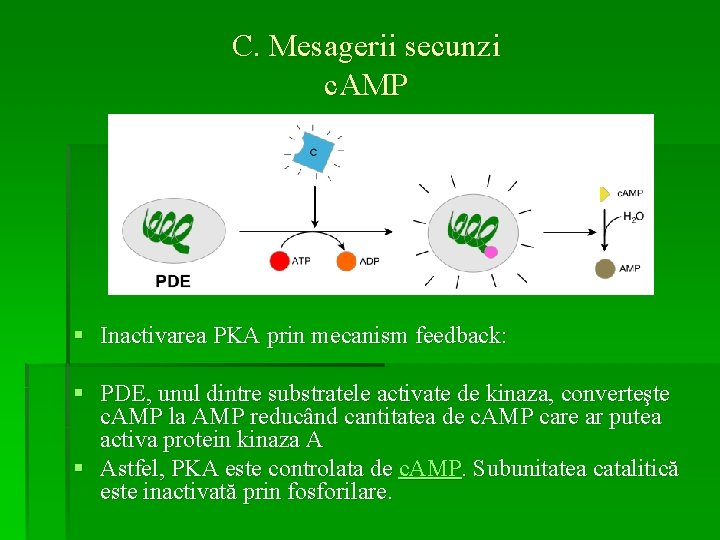 C. Mesagerii secunzi c. AMP § Inactivarea PKA prin mecanism feedback: § PDE, unul