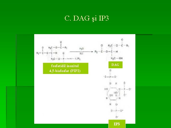 C. DAG şi IP 3 fosfatidil inozitol 4, 5 -bisfosfat (PIP 2) DAG IP