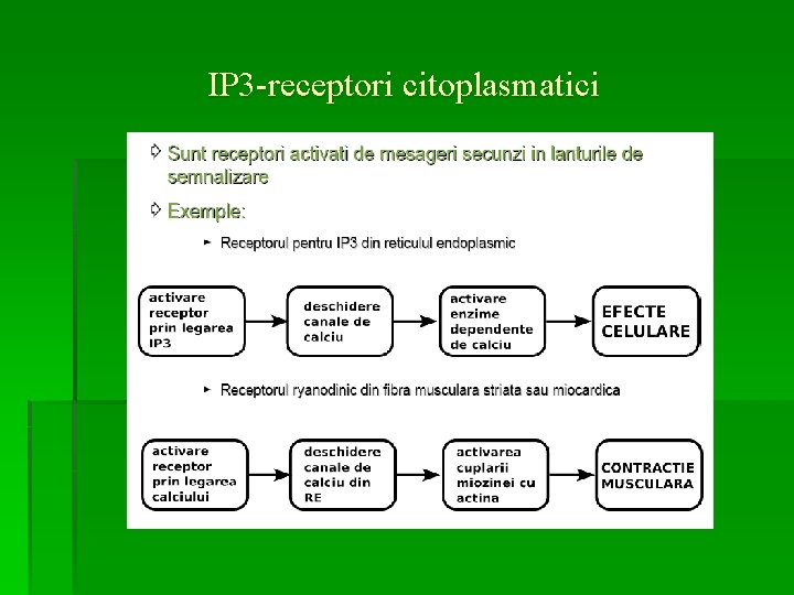 IP 3 -receptori citoplasmatici 
