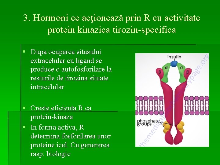 3. Hormoni ce acţionează prin R cu activitate protein kinazica tirozin-specifica § Dupa ocuparea