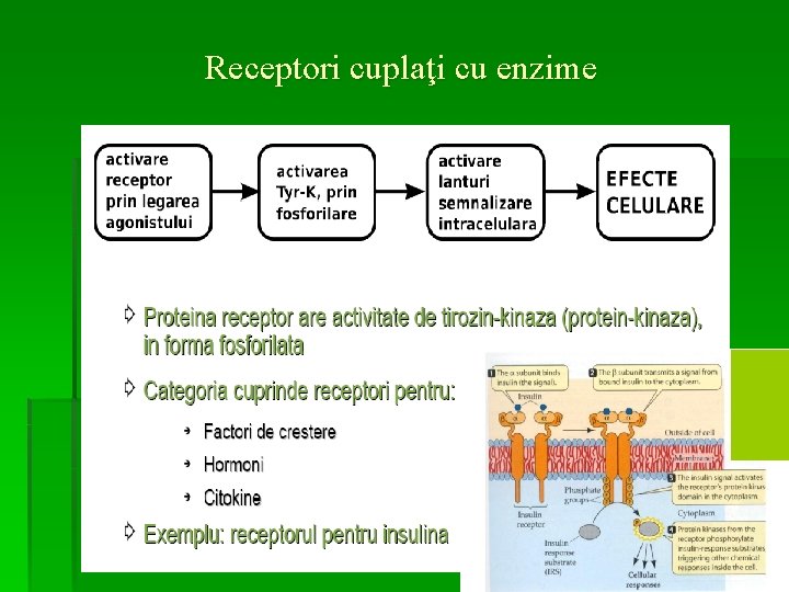 Receptori cuplaţi cu enzime 