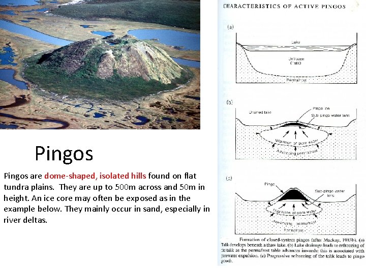 Pingos are dome-shaped, isolated hills found on flat tundra plains. They are up to