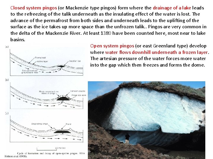 Closed system pingos (or Mackenzie type pingos) form where the drainage of a lake