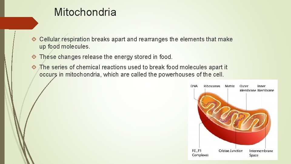 Mitochondria Cellular respiration breaks apart and rearranges the elements that make up food molecules.