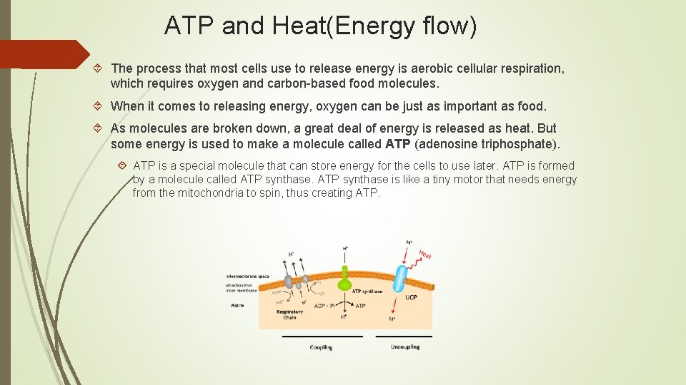 ATP and Heat(Energy flow) The process that most cells use to release energy is