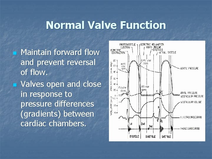 Normal Valve Function n n Maintain forward flow and prevent reversal of flow. Valves