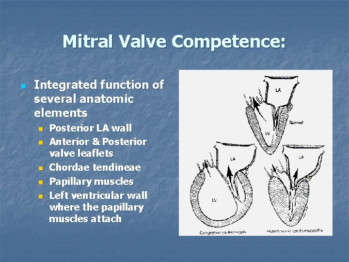 Mitral Valve Competence: n Integrated function of several anatomic elements n n n Posterior