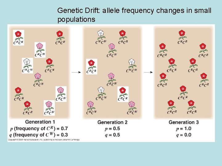 Genetic Drift: allele frequency changes in small populations 