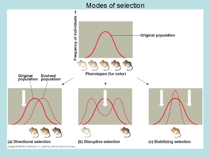 Modes of selection 