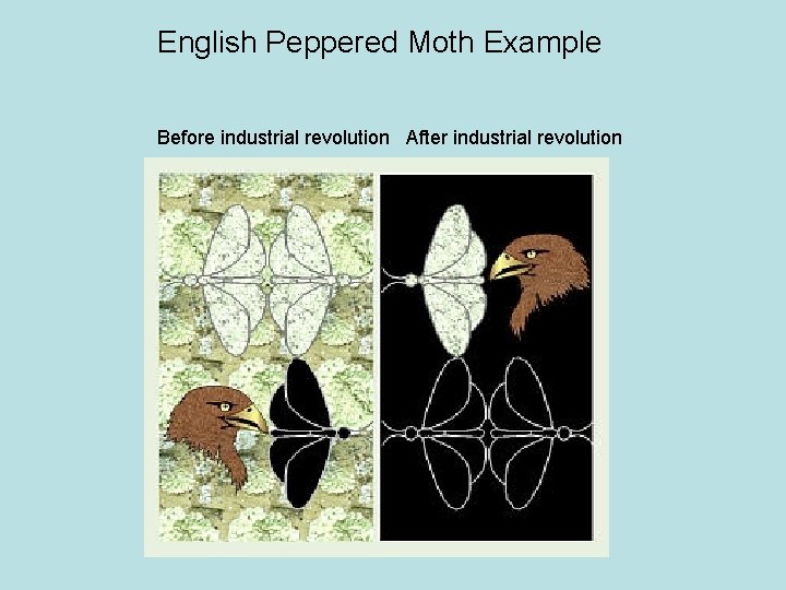 English Peppered Moth Example Before industrial revolution After industrial revolution 
