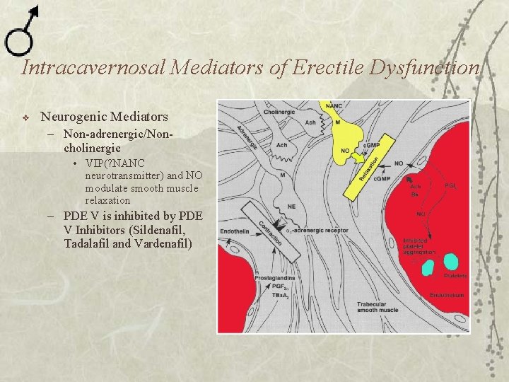 Intracavernosal Mediators of Erectile Dysfunction v Neurogenic Mediators – Non-adrenergic/Noncholinergic • VIP(? NANC neurotransmitter)