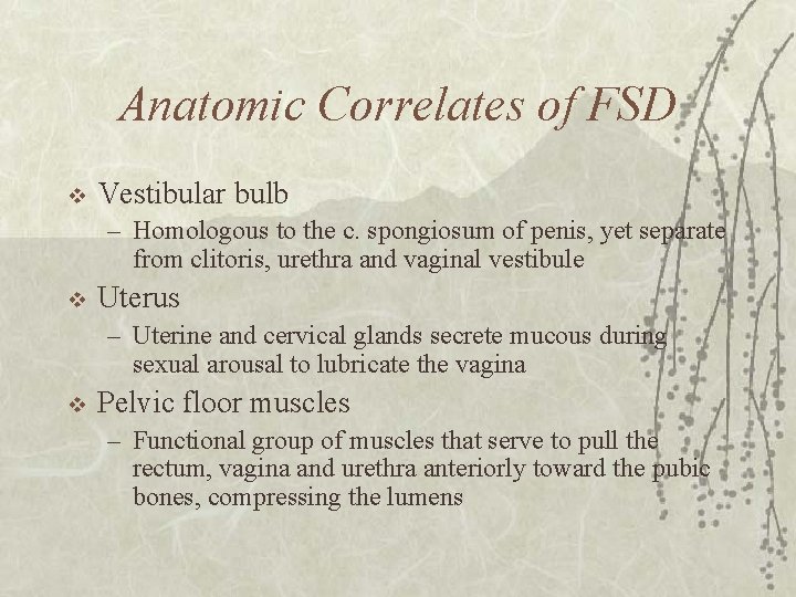 Anatomic Correlates of FSD v Vestibular bulb – Homologous to the c. spongiosum of