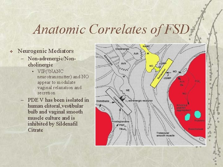 Anatomic Correlates of FSD v Neurogenic Mediators – Non-adrenergic/Noncholinergic • VIP(? NANC neurotransmitter) and