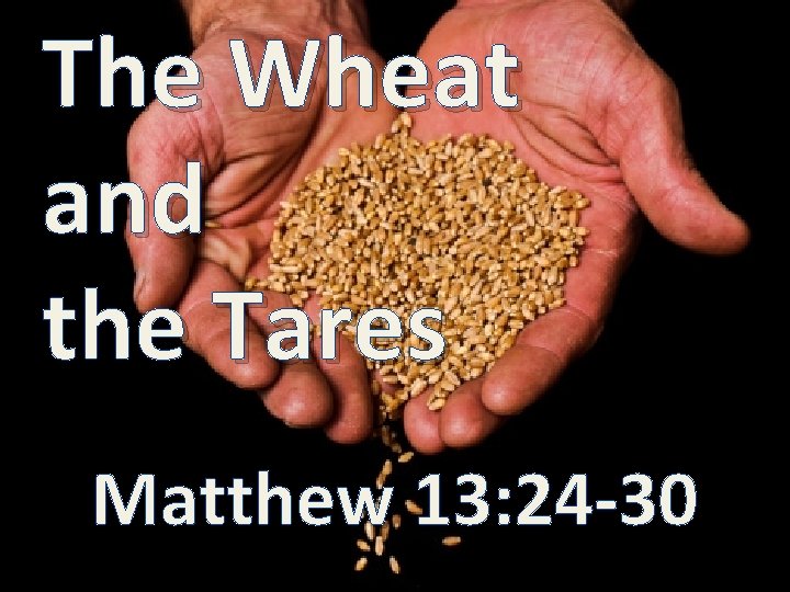 The Wheat and the Tares Matthew 13: 24 -30 