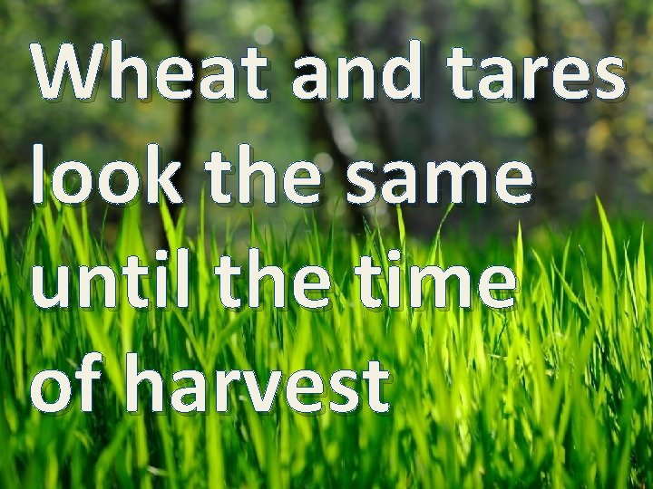 Wheat and tares look the same until the time of harvest 