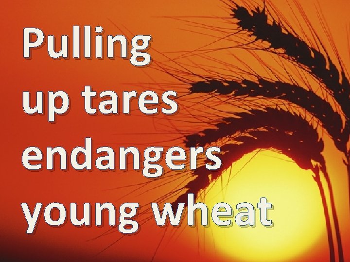 Pulling up tares endangers young wheat 