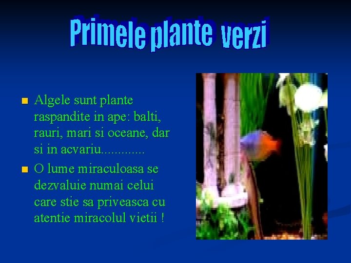 n n Algele sunt plante raspandite in ape: balti, rauri, mari si oceane, dar