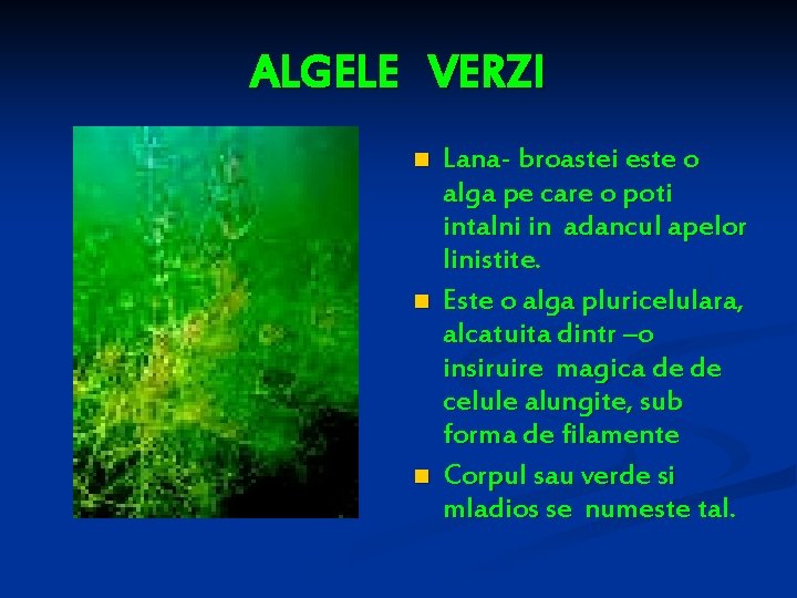 ALGELE VERZI n n n Lana- broastei este o alga pe care o poti