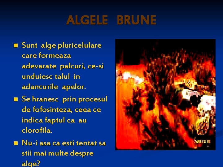 ALGELE BRUNE n n n Sunt alge pluricelulare care formeaza adevarate palcuri, ce-si unduiesc