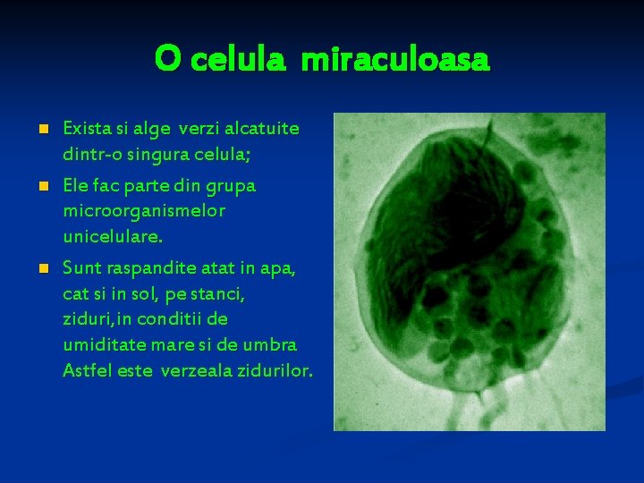 O celula miraculoasa n n n Exista si alge verzi alcatuite dintr-o singura celula;