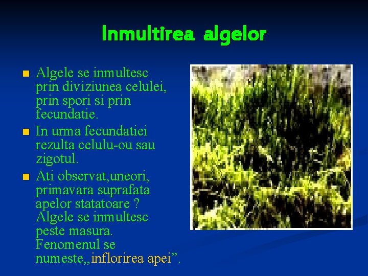 Inmultirea algelor n n n Algele se inmultesc prin diviziunea celulei, prin spori si