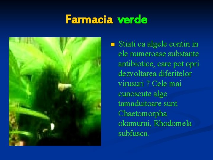 Farmacia verde n Stiati ca algele contin in ele numeroase substante antibiotice, care pot