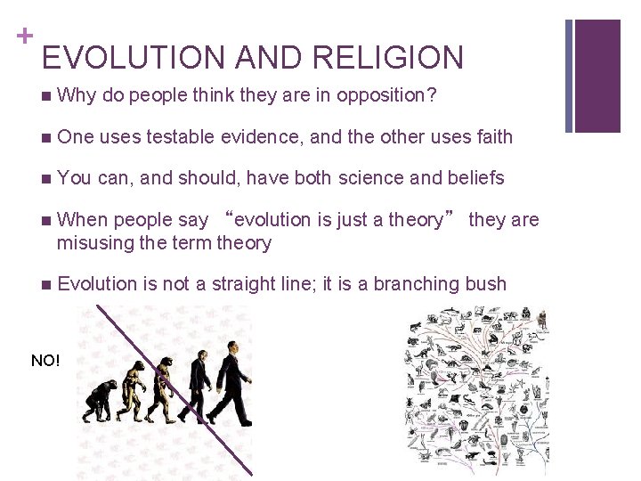 + EVOLUTION AND RELIGION n Why do people think they are in opposition? n