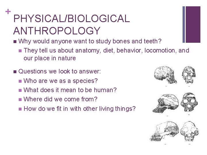 + PHYSICAL/BIOLOGICAL ANTHROPOLOGY n Why would anyone want to study bones and teeth? n