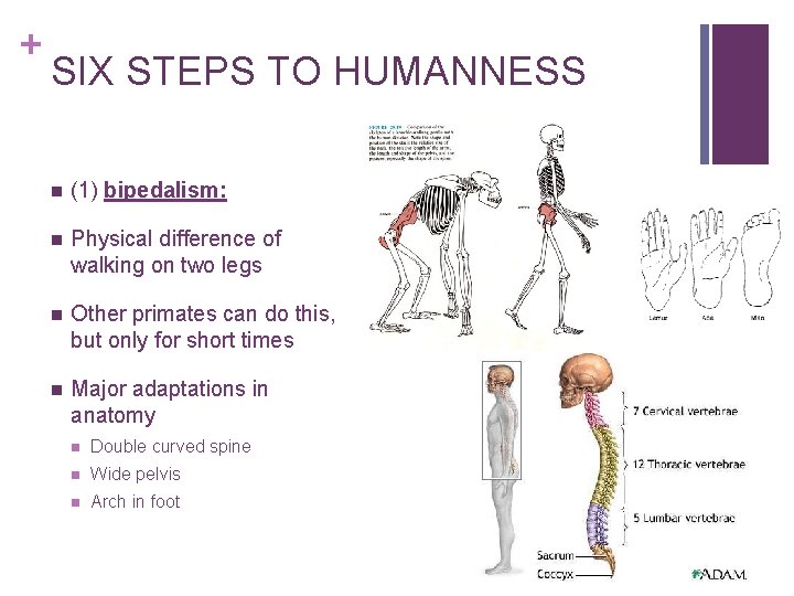 + SIX STEPS TO HUMANNESS n (1) bipedalism: n Physical difference of walking on