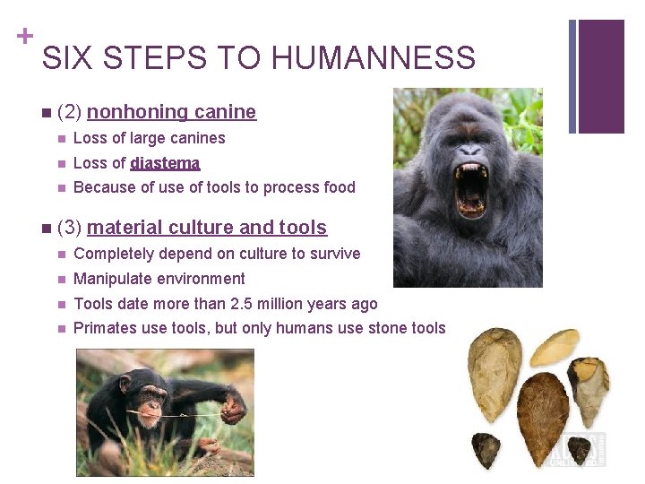 + SIX STEPS TO HUMANNESS n n (2) nonhoning canine n Loss of large