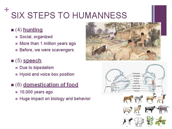 + SIX STEPS TO HUMANNESS n n n (4) hunting n Social, organized n