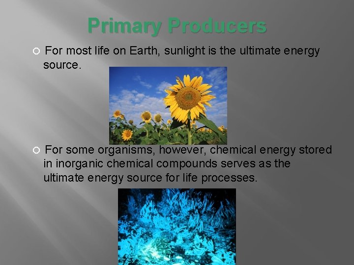 Primary Producers For most life on Earth, sunlight is the ultimate energy source. For