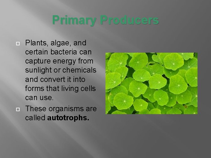 Primary Producers Plants, algae, and certain bacteria can capture energy from sunlight or chemicals