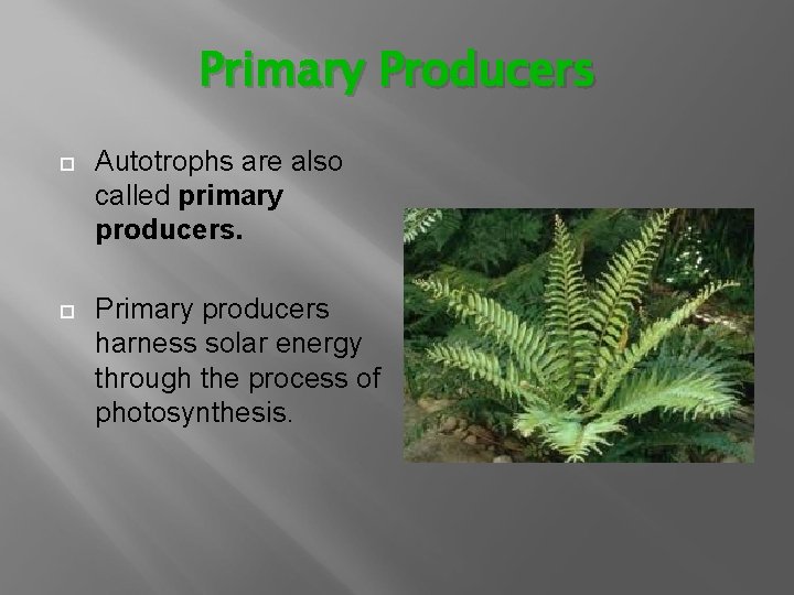 Primary Producers Autotrophs are also called primary producers. Primary producers harness solar energy through