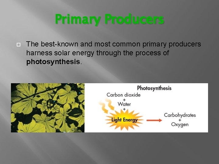 Primary Producers The best-known and most common primary producers harness solar energy through the